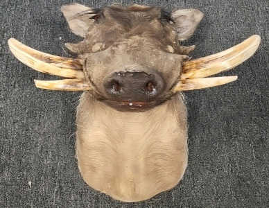 Boar Taxidermy