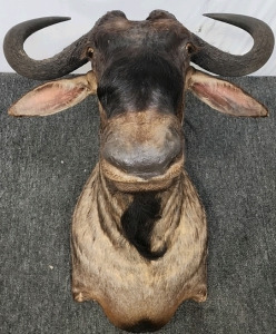 Water Buffalo Taxidermy