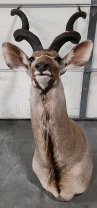 African Kudu Antelope Taxidermy