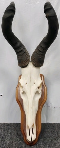 Hartebeest Skull & Mount