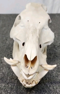 Boar Skull