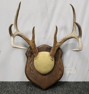 Antler Trophy Rack