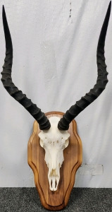 African Antelope Skull & Mount