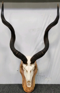 Kudu Skull & Mount