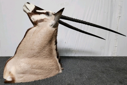 African Oryx Taxidermy