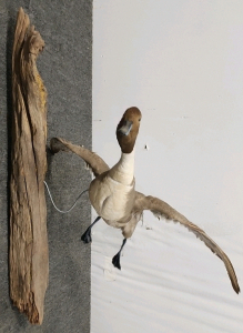 "Flying" Taxidermy Duck