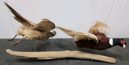 Two Taxidermy Pheasants On Branch "Flying"