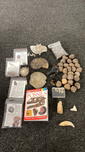 Flat Of Assorted Fossils And More