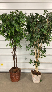 (2) Faux Ficus Trees