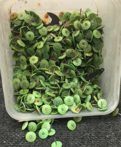 1&rdquo; Plastic Cap Nails