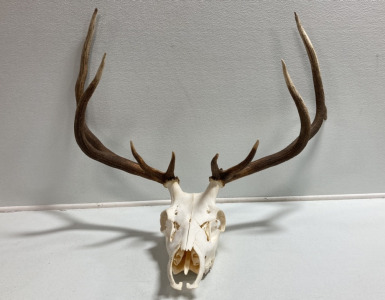 Elk Skull and Horns