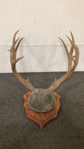 5x5 Antler Mount