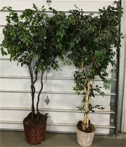 (2) Large House Plants, Both Over 6Ft Tall