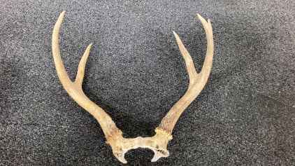 Natural Deer Antlers