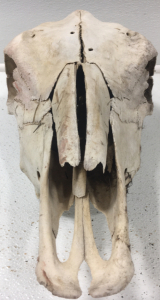 Cow Skull