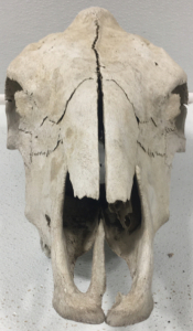 Cow Skull