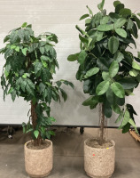 (2) Faux Trees in Matching Planters