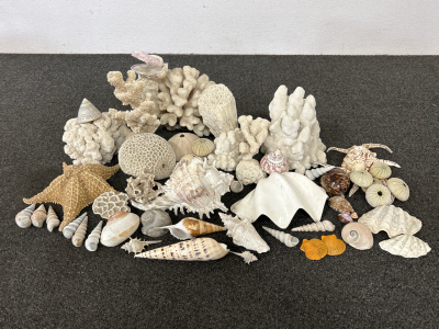 Large Assortment of Seashells, Dried Coral, Fossilized Shells Perfect for Fish Tank!