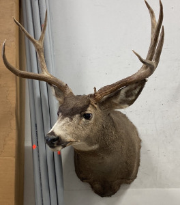 Deer Mount