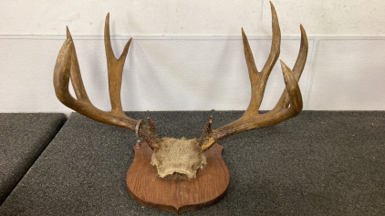 Elk Antler Mount- Tagged 1945