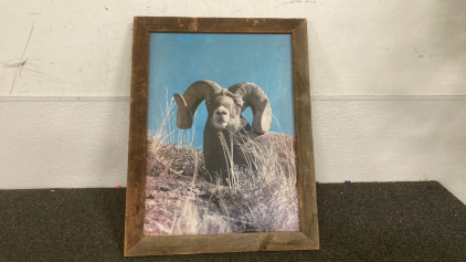 19x25 Framed big horn Sheep