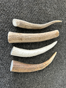 (4) Antler Pieces for Knife Handles or Dog Chews