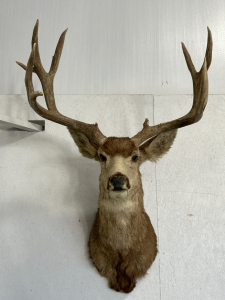 Deer Mount