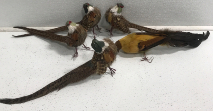 (5) Small Decorative Birds, Real Feathers