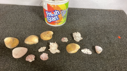 Bucket of Shells