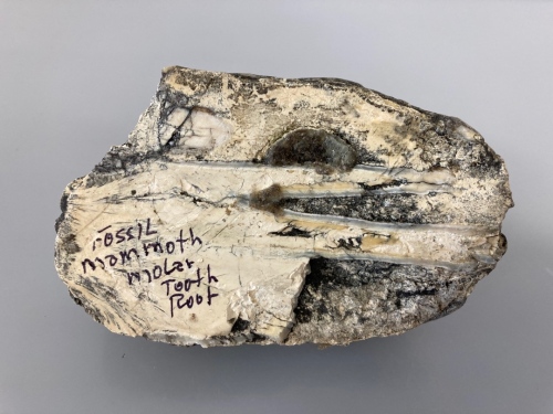 Fossilized Tooth Root