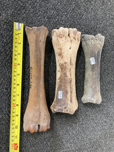 (3) Fossilized Bones