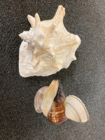 Large Seashell With Smaller Shells Glued