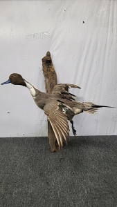 Taxidermied Duck