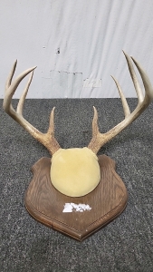 8 Point Deer Antler Rack with Wall Mount