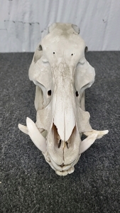 Wild Boar Skull