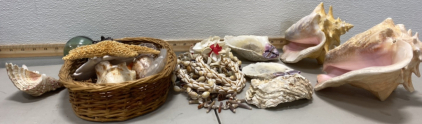 Lot of Cool Various Sized And Colored Sea Shells (See photos)
