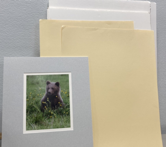 (1) Bear Photo, (1) Stack of Unused Blank Drawing Boards/Paper