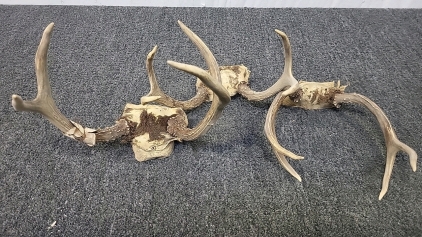 (3) Sets of 4 Point Buck Antlers