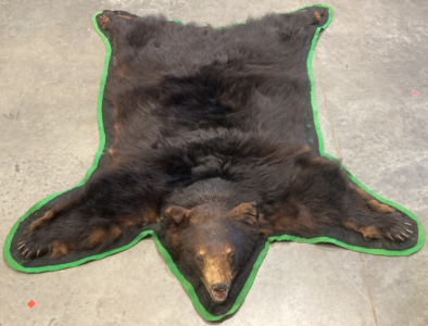 Taxidermy Bear Rug