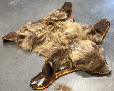 Taxidermy Bear Rug