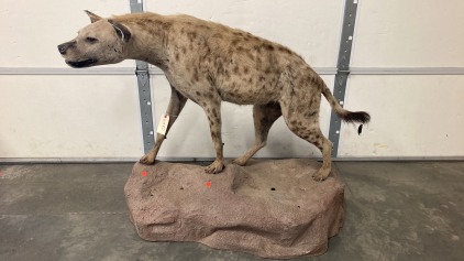 Spotted Hyena Taxidermy