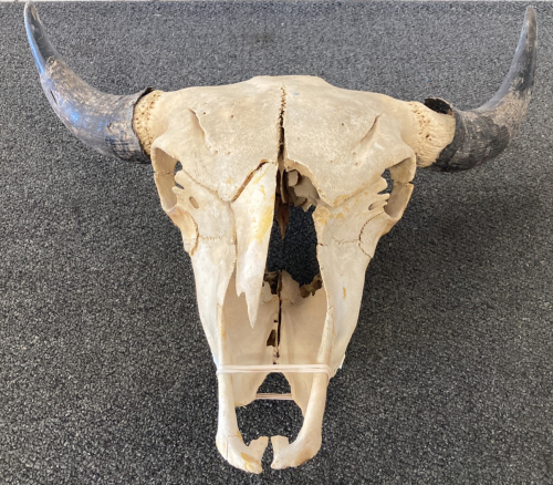 Buffalo Bull Skull- Fragile!