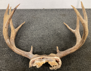 4X4 Point Elk Antlers