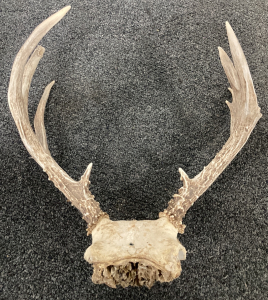 Deer Antlers