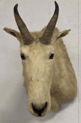 Vintage Mountain Goat Taxidermy Mount