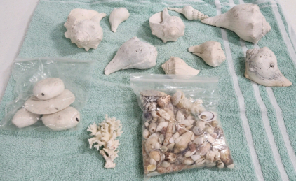 Assorted Seashells