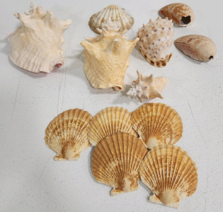 Assorted Large Seashells