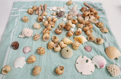 Assorted Small Seashells And Snail Shells