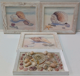 (4) Sea Shell Pictures