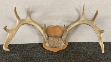 19” Mounted Deer Antlers